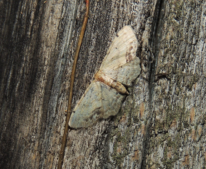 Idaea dimidiata,  Geometridae